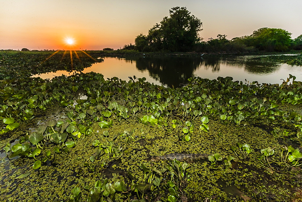 Sunset over water at Pouso Alegre Fazenda, Mato Grosso, Pantanal, Brazil, South America