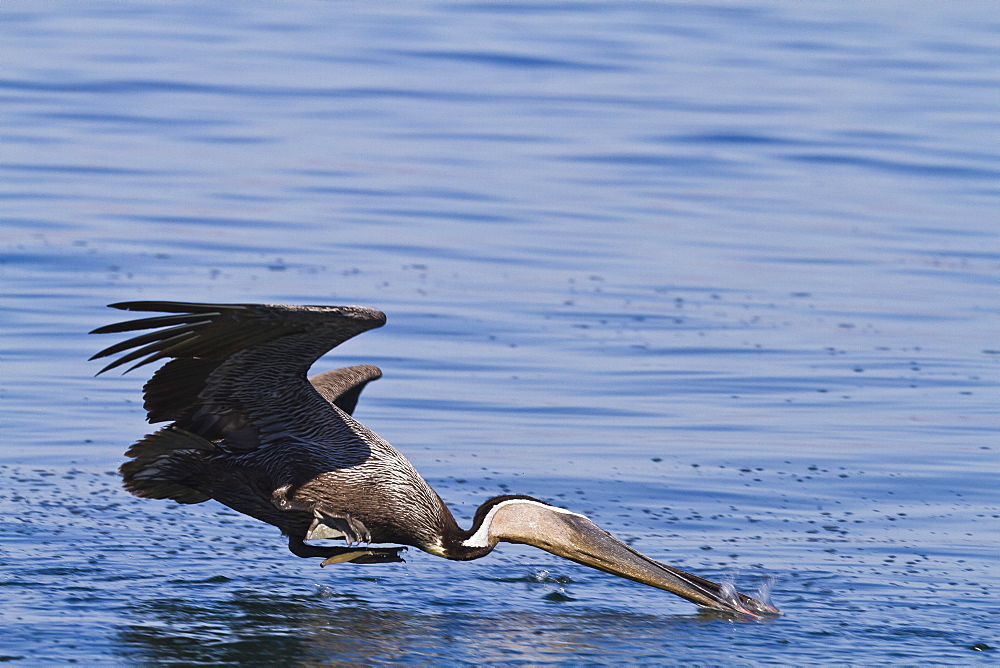 Adult brown pelican (Pelecanus occidentalis) plunge-diving, Gulf of California (Sea of Cortez), Baja California, Mexico, North America