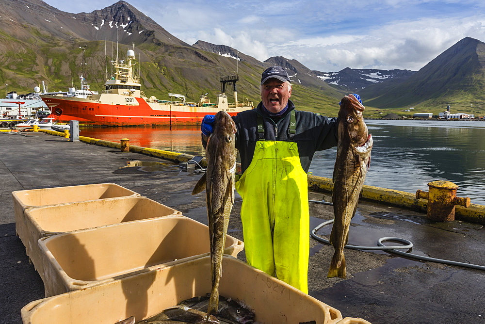 Sorting fresh caught fish in Siglufjorour, Siglufjordur, off the north coast of Iceland, Polar Regions