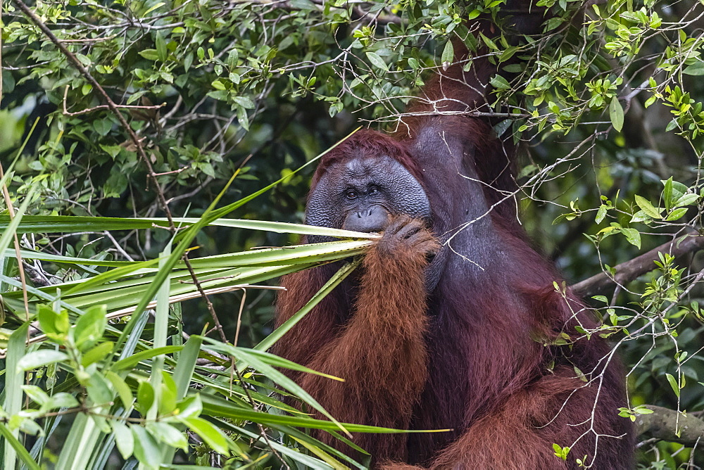 Wild male Bornean orangutan (Pongo pygmaeus), on the Sekonyer River, Borneo, Indonesia, Southeast Asia, Asia