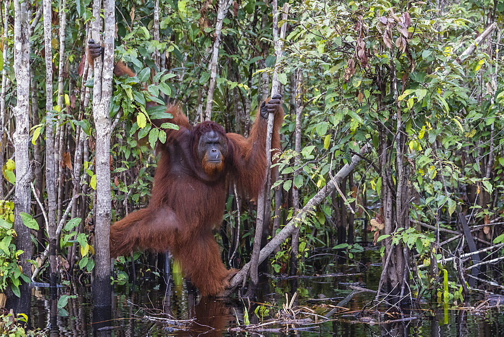 Wild male Bornean orangutan (Pongo pygmaeus), on the Buluh Kecil River, Borneo, Indonesia, Southeast Asia, Asia