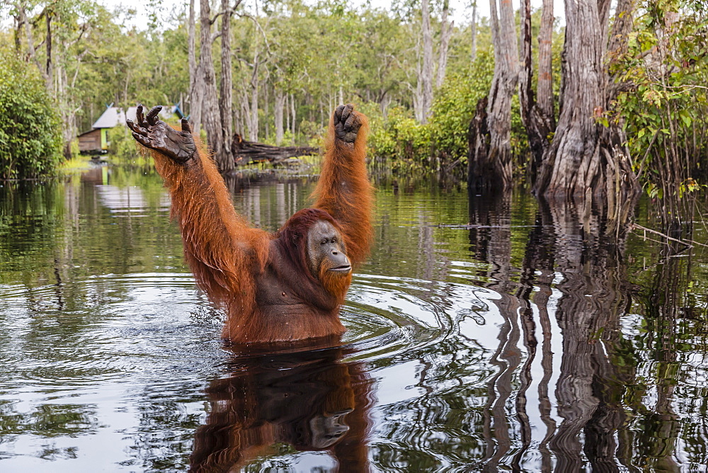 Wild male Bornean orangutan (Pongo pygmaeus), on the Buluh Kecil River, Borneo, Indonesia, Southeast Asia, Asia