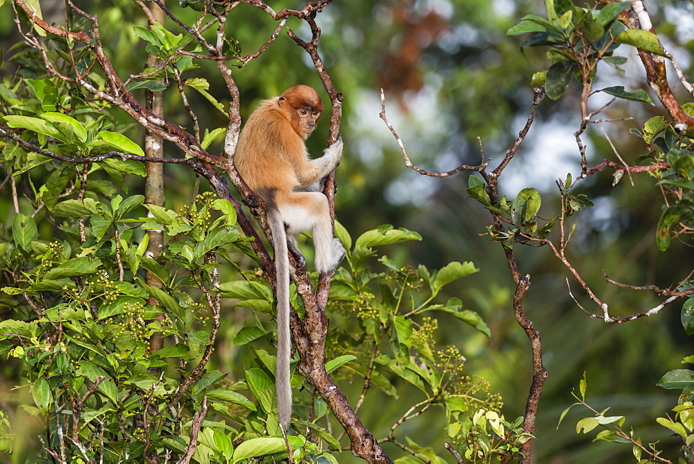 Young proboscis monkey (Nasalis larvatus), Tanjung Puting National Park, Kalimantan, Borneo, Indonesia, Southeast Asia, Asia