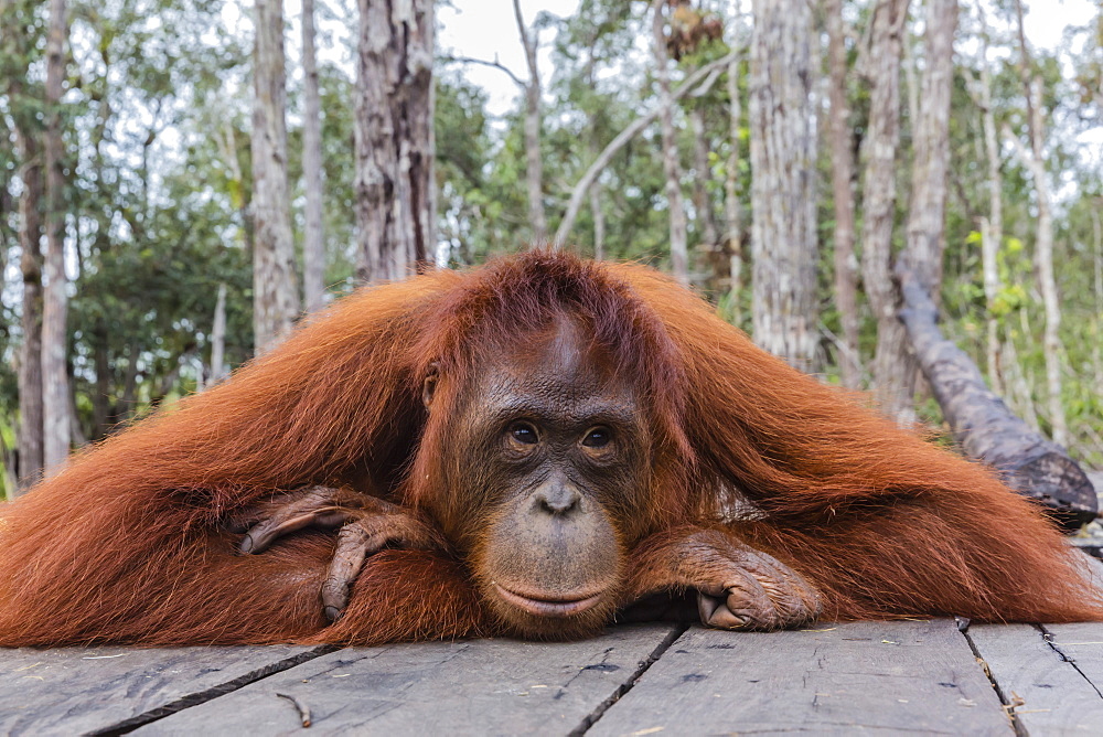 Mother Bornean orangutan (Pongo pygmaeus) on feeding platform, Buluh Kecil River, Borneo, Indonesia, Southeast Asia, Asia