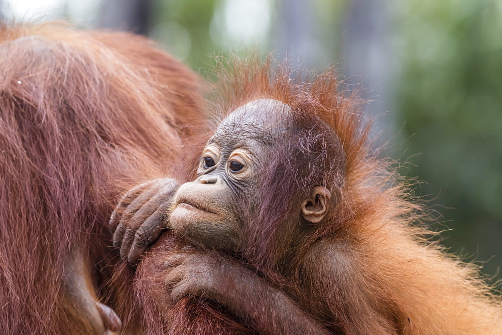 Mother and baby Bornean orangutans (Pongo pygmaeus), Buluh Kecil River, Borneo, Indonesia, Southeast Asia, Asia