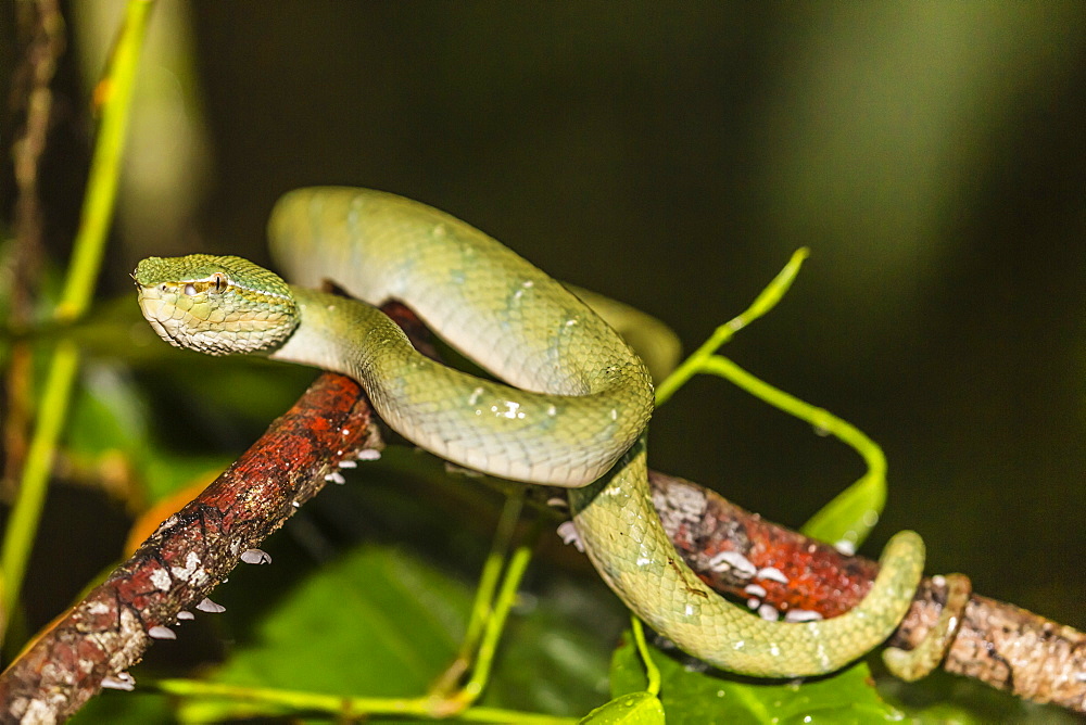 Bornean keeled green pit viper (Tropidolaemus subannulatus), Tanjung Puting National Park, Kalimantan, Borneo, Indonesia, Southeast Asia, Asia