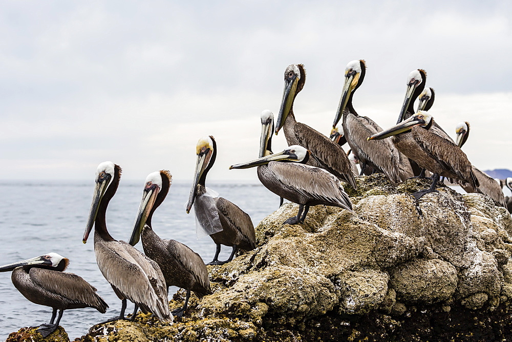 Adult brown pelicans (Pelecanus occidentalis), one with plastic bag, Santa Rosalia Harbor, Baja California Sur, Mexico, North America