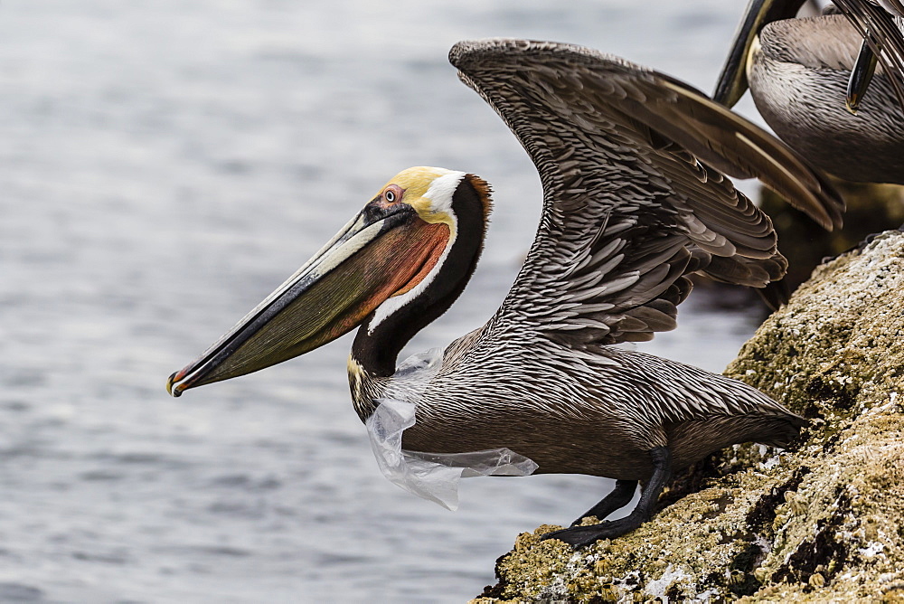 Adult brown pelican (Pelecanus occidentalis), with plastic bag, Santa Rosalia Harbor, Baja California Sur, Mexico, North America