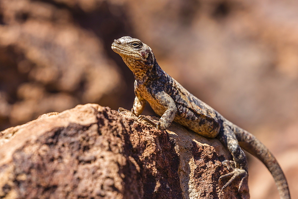 The endemic San Esteban chuckwalla (Sauromalus varius), Isla San Esteban, Baja California, Mexico, North America