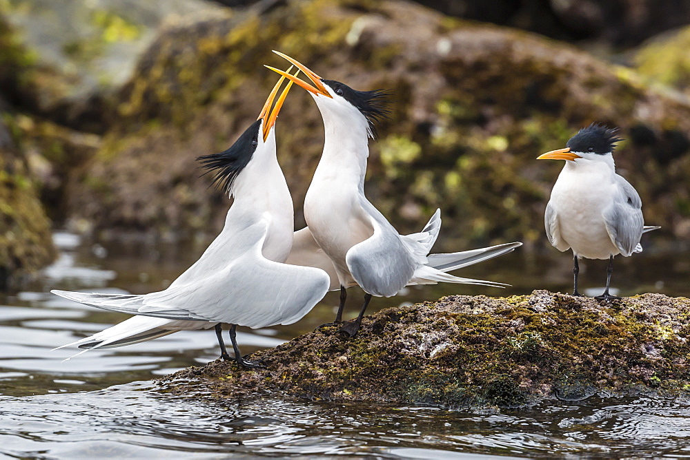 Elegant terns (Thalasseus elegans) in courtship display on Isla Rasa, Baja California, Mexico, North America