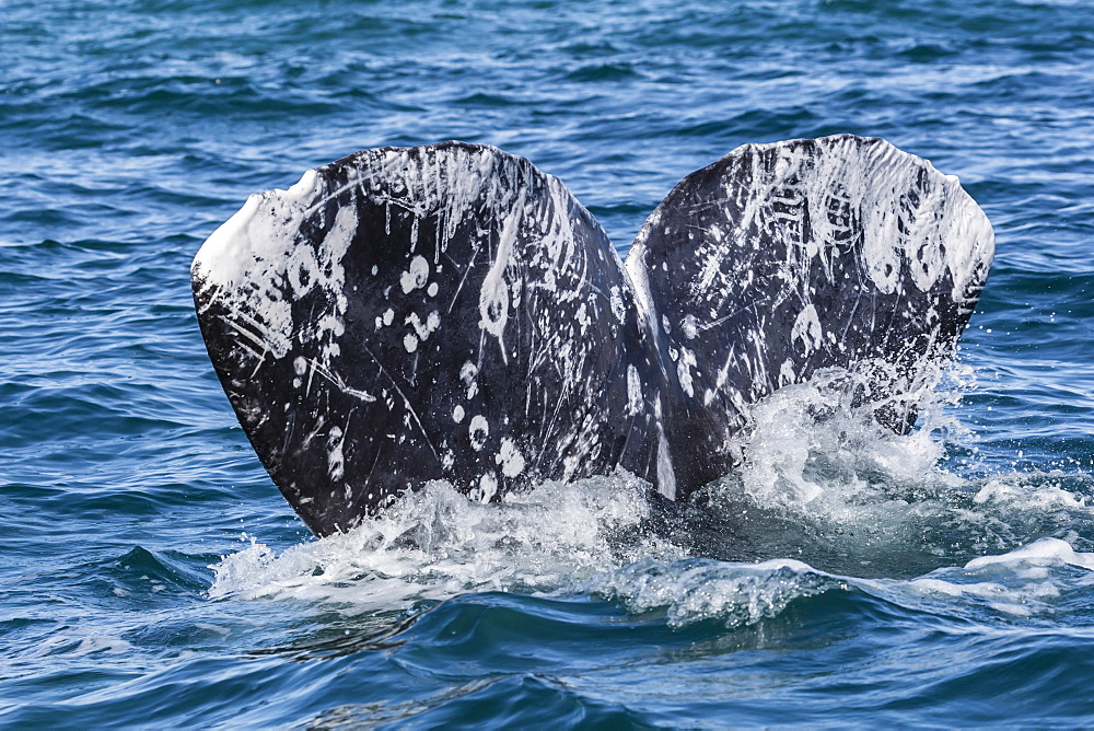 Adult California gray whale (Eschritius robustus) flukes-up dive in San Ignacio Lagoon, Baja California Sur, Mexico, North America