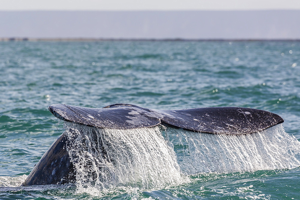 Adult California gray whale (Eschritius robustus) flukes-up dive in San Ignacio Lagoon, Baja California Sur, Mexico, North America