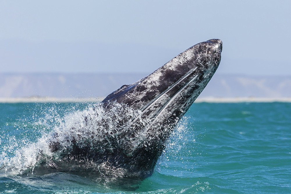 California gray whale calf (Eschritius robustus) breaching in San Ignacio Lagoon, Baja California Sur, Mexico, North America