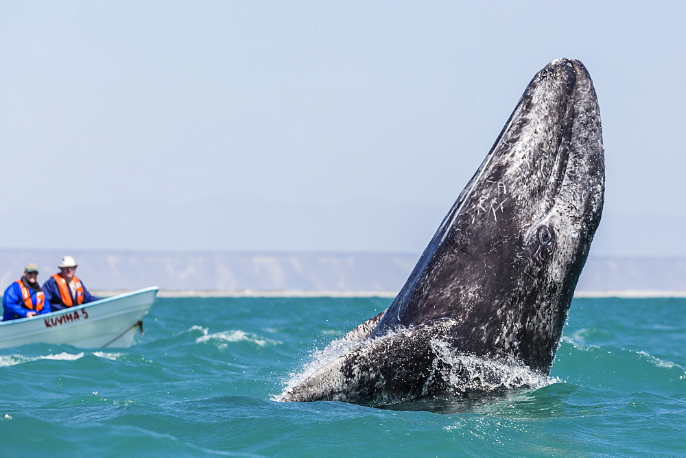 California gray whale calf (Eschritius robustus), breaching in San Ignacio Lagoon, Baja California Sur, Mexico. North America