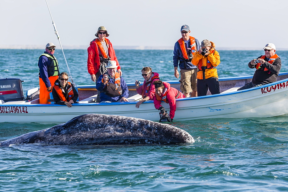 Adult California gray whale (Eschritius robustus), with tourists in San Ignacio Lagoon, Baja California Sur, Mexico, North America