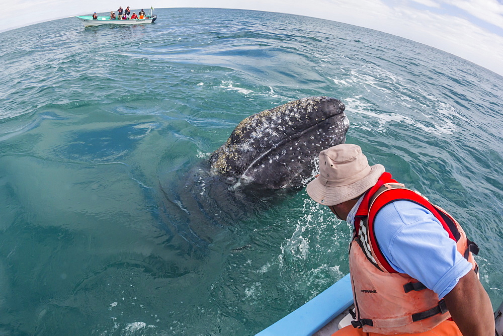 California gray whale calf (Eschritius robustus), with tourists in San Ignacio Lagoon, Baja California Sur, Mexico, North America