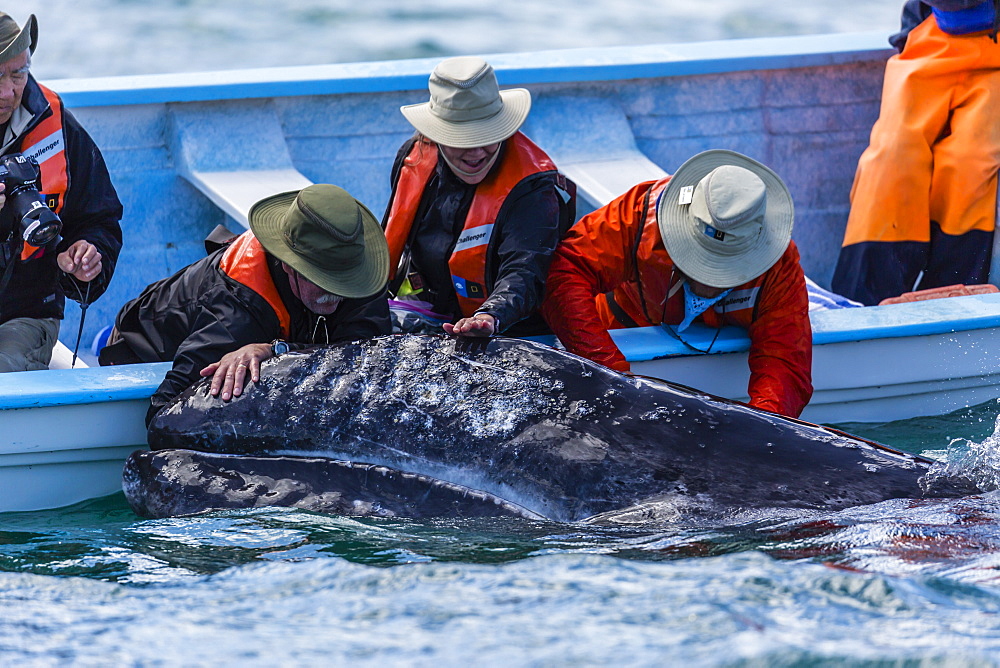 California gray whale calf (Eschritius robustus), with tourists in San Ignacio Lagoon, Baja California Sur, Mexico, North America