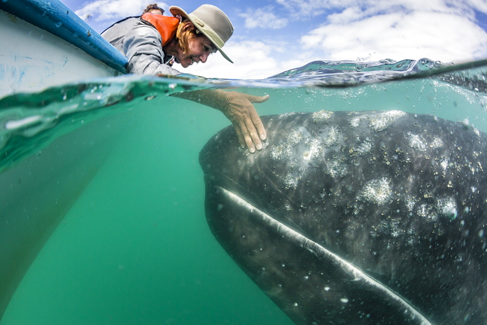 California gray whale calf (Eschritius robustus), half above half below, with tourists, San Ignacio Lagoon, Baja California Sur, Mexico, North America