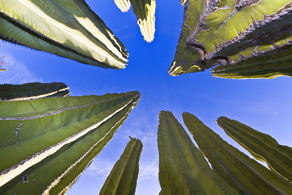 Cardon cactus (Pachycereus pringlei), Isla Catalina, Gulf of California (Sea of Cortez), Baja California, Mexico, North America