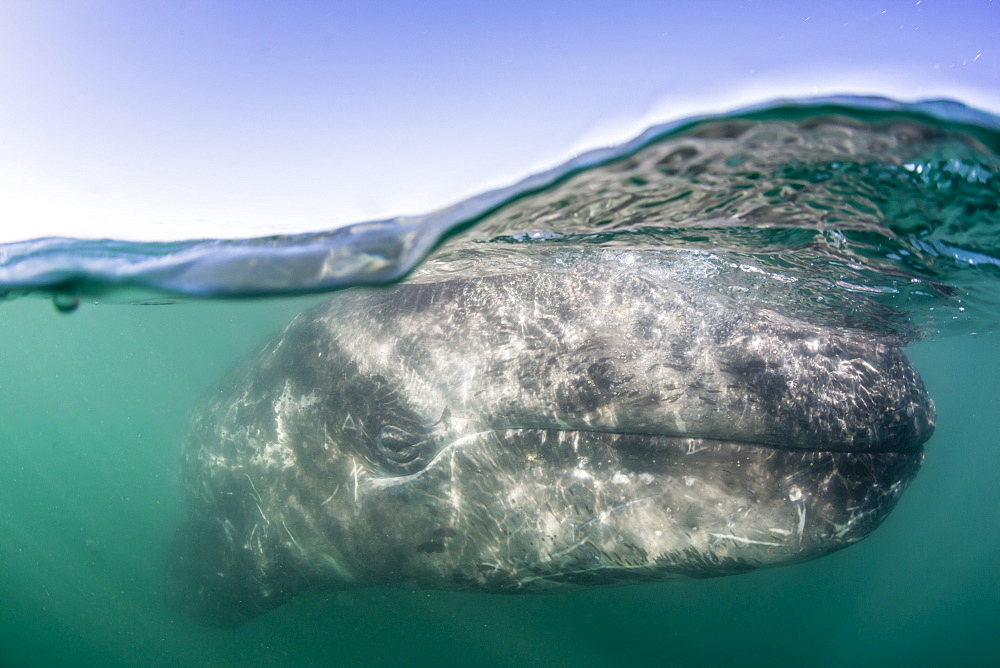 California gray whale calf (Eschritius robustus), half above half below, San Ignacio Lagoon, Baja California Sur, Mexico, North America