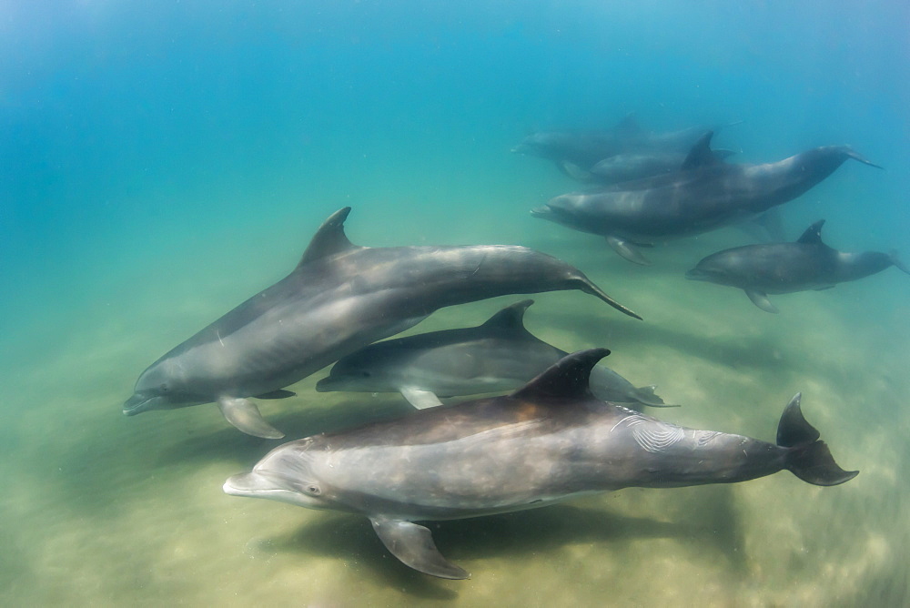 A pod of common bottlenose dolphins (Tursiops truncatus), underwater at El Mogote, Baja California Sur, Mexico, North America