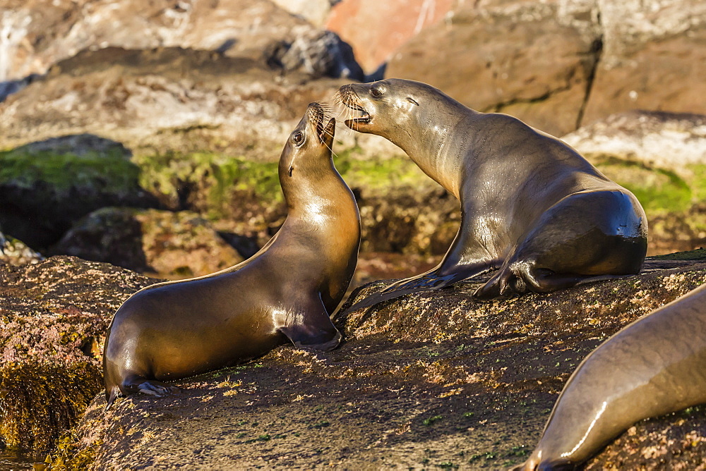 Young California sea lions (Zalophus californianus) mock fighting, Isla San Pedro Martir, Baja California, Mexico, North America