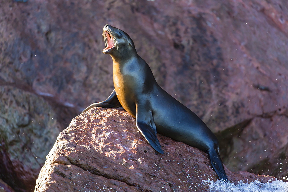 Young California sea lion (Zalophus californianus) barking, Los Islotes, Baja California Sur, Mexico, North America