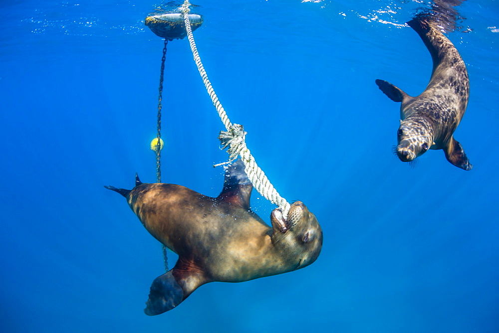 Playful California sea lions (Zalophus californianus), with mooring ball at Los Islotes, Baja California Sur, Mexico, North America