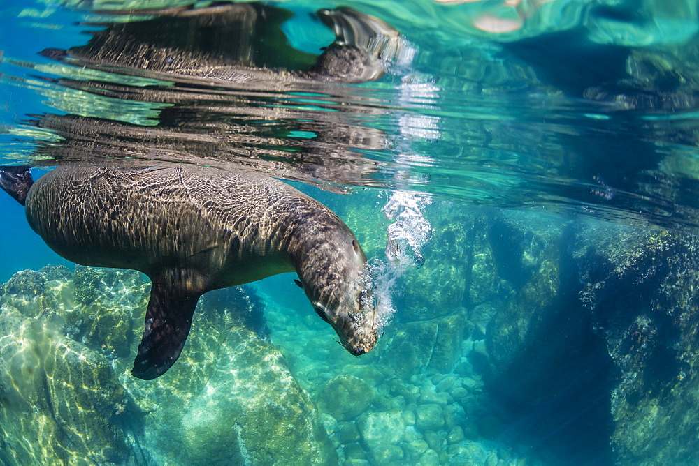 California sea lion (Zalophus californianus) underwater at Los Islotes, Baja California Sur, Mexico, North America