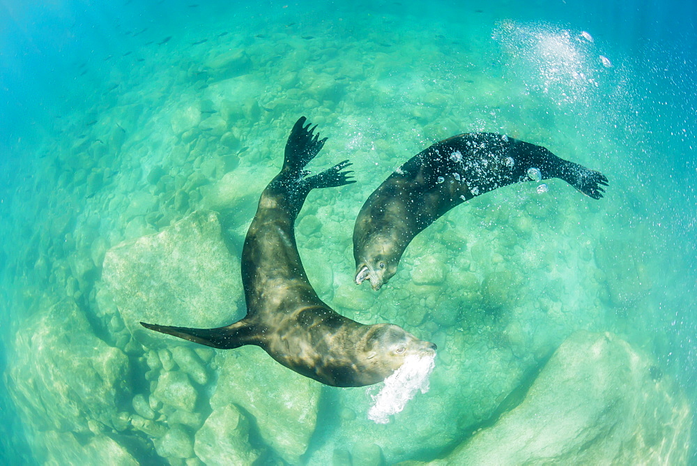 California sea lion bulls (Zalophus californianus) underwater, Los Islotes, Baja California Sur, Mexico, North America