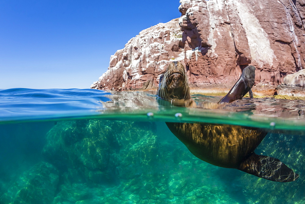 California sea lion (Zalophus californianus), half above and half under at Los Islotes, Baja California Sur, Mexico, North America