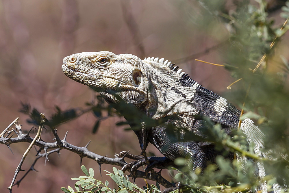 Adult San Esteban spiny-tailed iguana (Ctenosaura conspicuosa), in shrub, Baja California, Mexico, North America