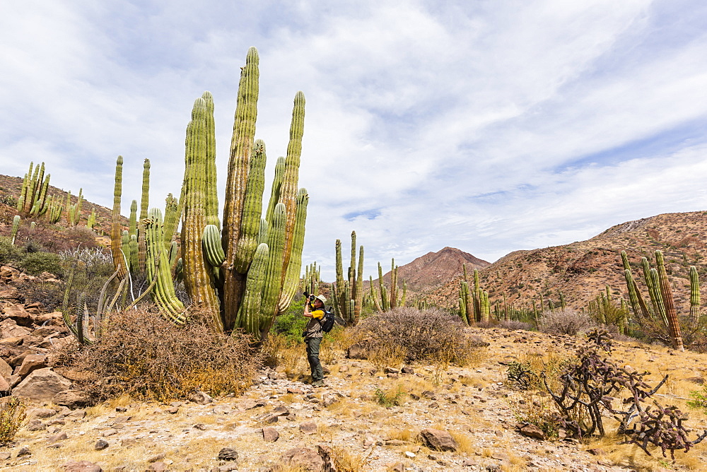 Photographer with Mexican giant cardon (Pachycereus pringlei), Isla San Esteban, Baja California, Mexico, North America