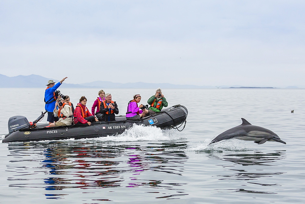 Long-beaked common dolphin (Delphinus capensis), with Zodiac, Isla San Lorenzo, Baja California Sur, Mexico, North America