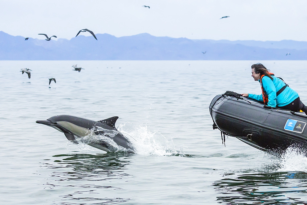 Long-beaked common dolphin (Delphinus capensis) with Zodiac, Isla San Lorenzo, Baja California Sur, Mexico, North America