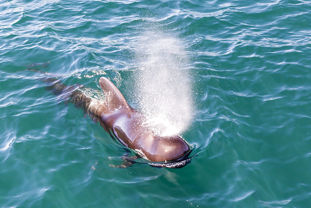 Bull short-finned pilot whale (Globicephala macrorhynchus), surfacing near Isla Danzante, Baja California Sur, Mexico, North America