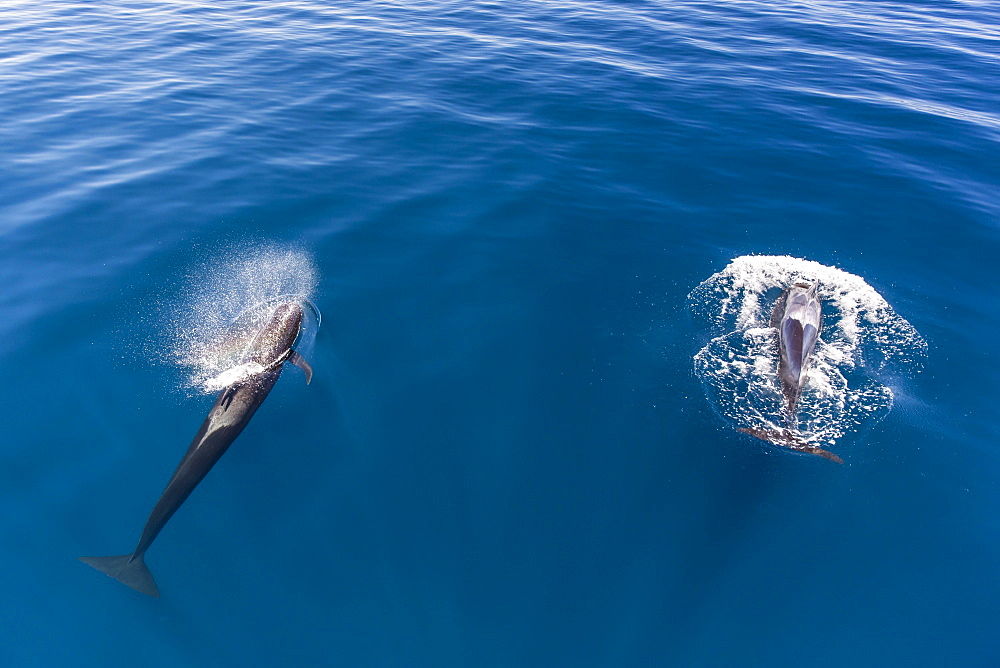 Short-finned pilot whales (Globicephala macrorhynchus), surfacing near Isla Danzante, Baja California Sur, Mexico, North America