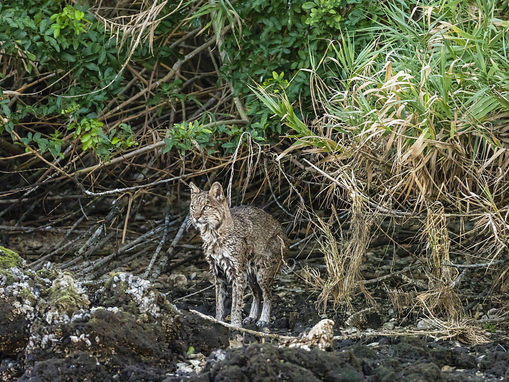 Adult female bobcat (Lynx rufus) after swimming in the Homosassa River, Florida, United States of America, North America