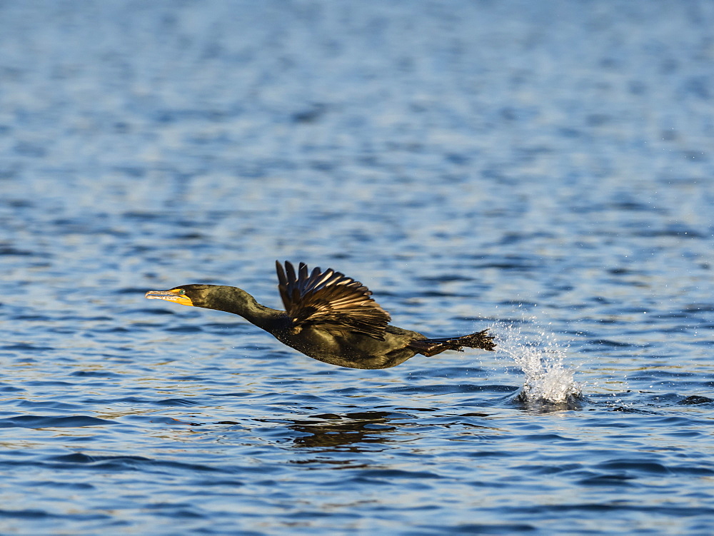 Adult double-crested cormorant (Phalacrocorax auritus) in flight on the Homosassa River, Florida, United States of America, North America