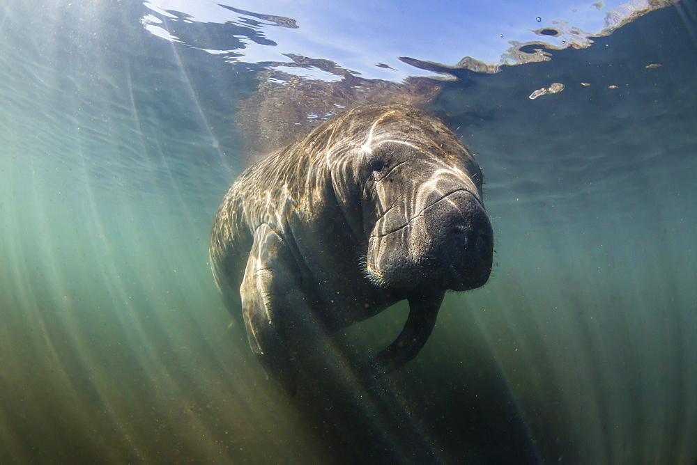 West Indian manatee (Trichechus manatus) underwater in Homosassa Springs, Florida, United States of America, North America