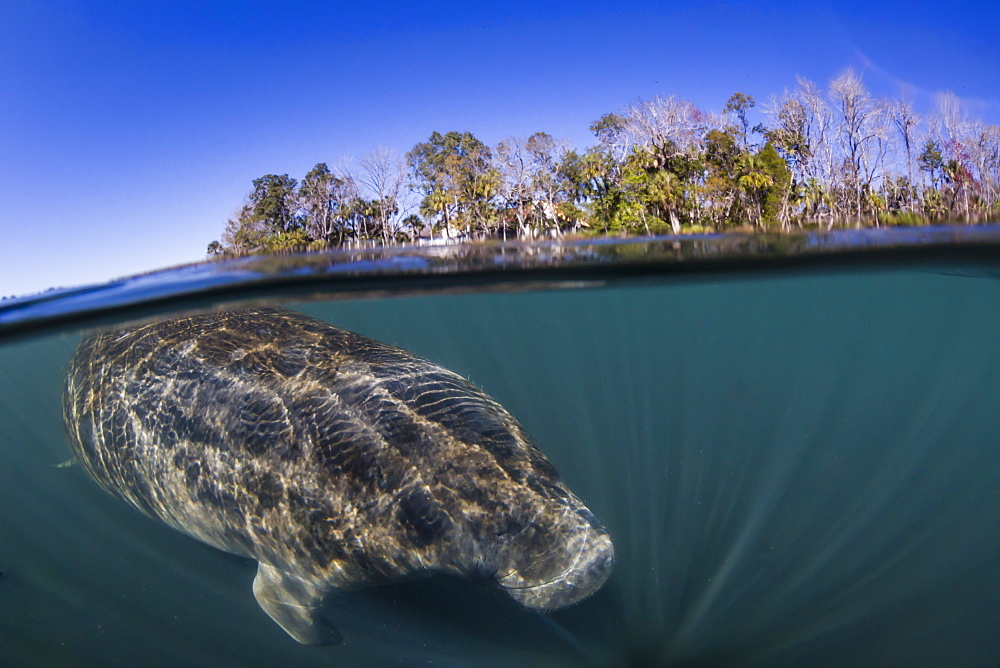 West Indian manatee (Trichechus manatus), half above and half below, Homosassa Springs, Florida, United States of America, North America