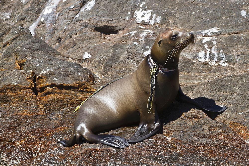 California sea lion pup (Zalophus californianus) entangled in net, Los Islotes, Baja California Sur, Gulf of California (Sea of Cortez), Mexico, North America