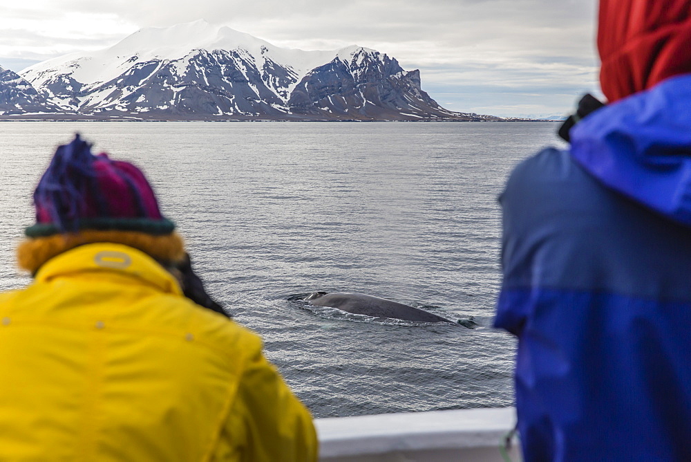 Adult blue whale (Balaenoptera musculus), sub-surface feeding off the western coast of Spitsbergen, Svalbard Archipelago, Arctic, Norway, Europe