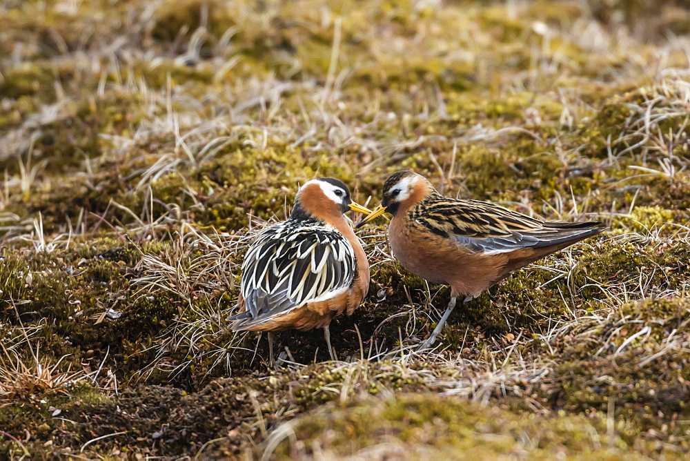 A pair of red phalaropes (Phalaropus fulicarius) in courtship display at Russebuhkta, Edgeoya, Svalbard, Arctic, Norway, Europe