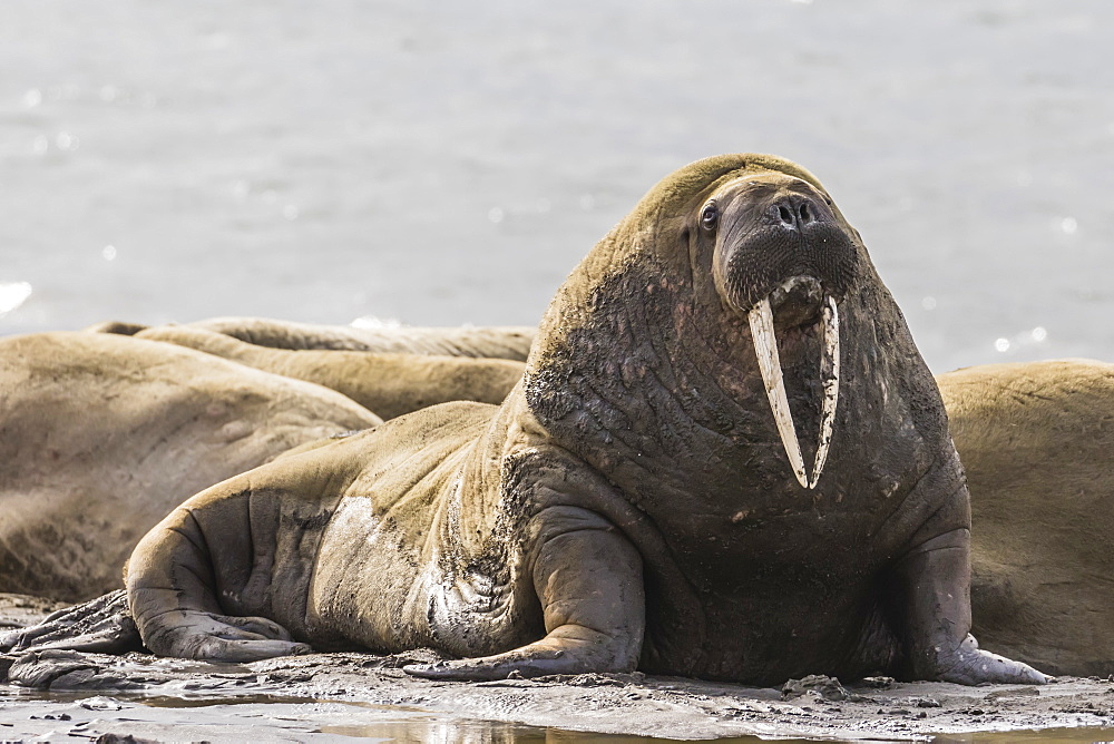 Adult male Atlantic walrus (Odobenus rosmarus rosmarus), Kapp Lee, Edgeoya, Svalbard Archipelago, Arctic, Norway, Europe