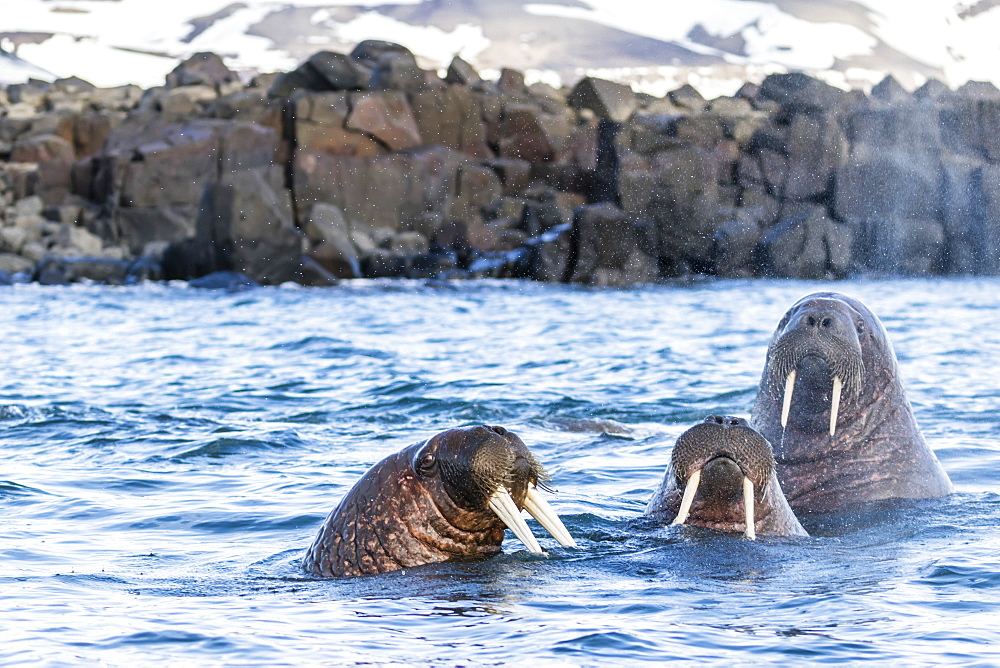 Adult male Atlantic walrus (Odobenus rosmarus rosmarus), Kapp Lee, Edgeoya, Svalbard Archipelago, Arctic, Norway, Europe