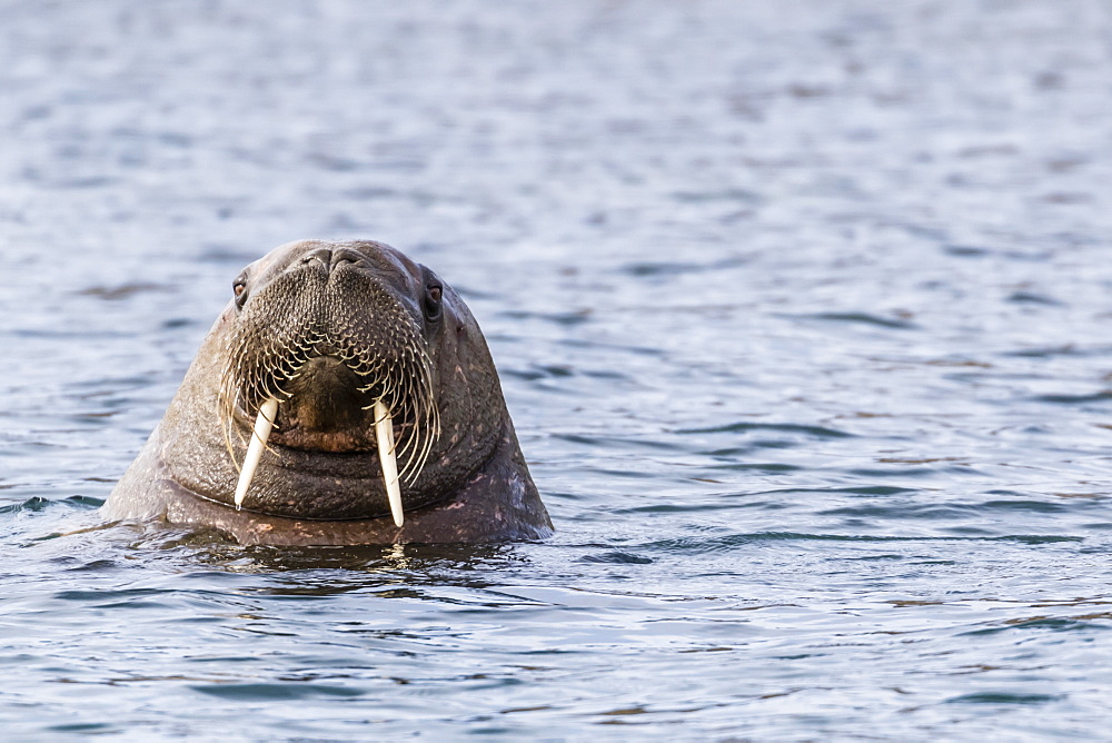 Male Atlantic walrus (Odobenus rosmarus rosmarus), head detail at Russebuhkta, Edgeoya, Svalbard, Arctic, Norway, Europe