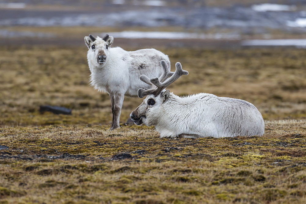 Svalbard reindeer (Rangifer tarandus) grazing at Russebuhkta, Edgeoya, Svalbard Archipelago, Arctic, Norway, Europe