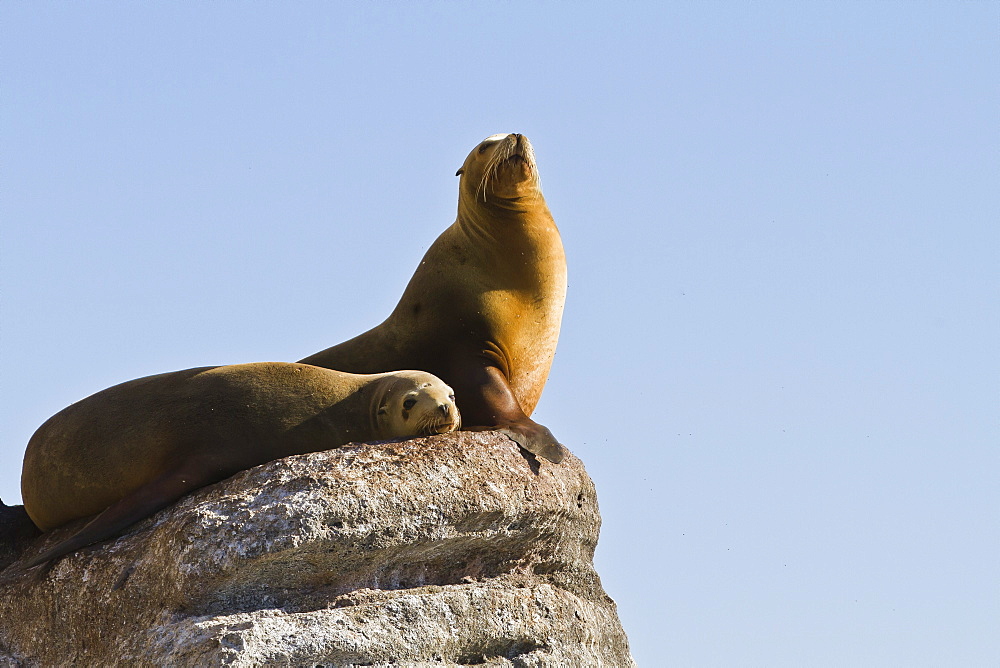 California sea lion (Zalophus californianus), Los Islotes, Baja California Sur, Gulf of California (Sea of Cortez), Mexico, North America