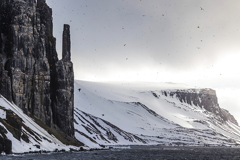 Brunnich's Guillemot (Uria lomvia), nesting cliffs at Cape Fanshawe, Spitsbergen, Svalbard, Arctic, Norway, Europe